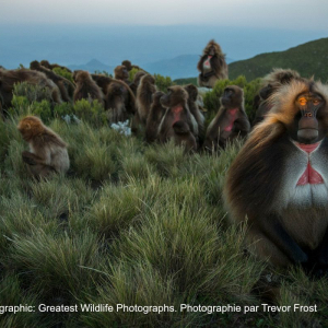 © Trevor Frost/« National Geographic »