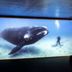 © « National Geographic » © Photo Expo : Michel Tonneau/« L’Avenir »