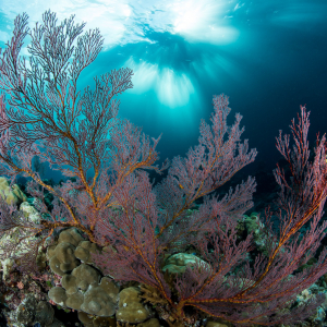 © « National Geographic »