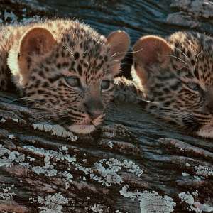 De superbes films professionnels © « FINN »