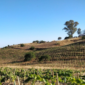 Vignoble portugais, en Algarve © « Alagoa Velha »