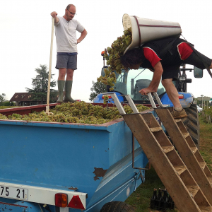 Image des vendanges © Photo : Fabien Sebo