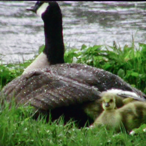 "Giving Nature a Home" dernier film de Marcel Thonnon