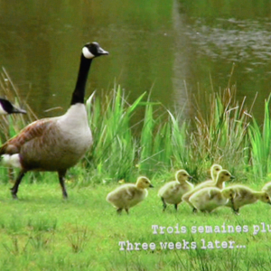 "Giving Nature a Home" dernier film de Marcel Thonnon