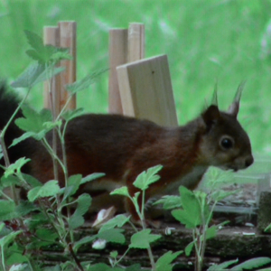 "Giving Nature a Home" dernier film de Marcel Thonnon