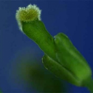 Fascination of Plants Day