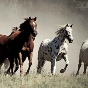 Transport de chevaux internationaux