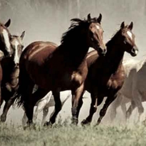Transport de chevaux internationaux