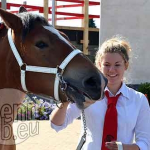 Cheval de trait ardennais - 518