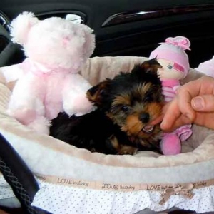 Florine le petit yorkshire de Christian et Michelle de Charleville Maiziere