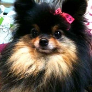 Princesse, le chihuahua de Michele de Huy