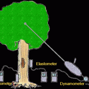 Baum-expert