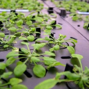 Fascination of Plants Day