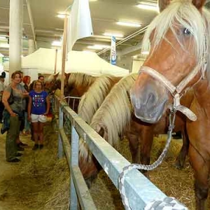 Foire agricole de Libramont - 576