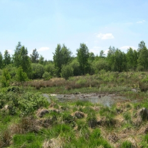 Balade - Découverte des fagnes de Sacrawé