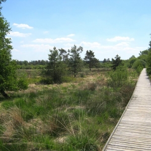 Balade - Découverte des fagnes de Sacrawé