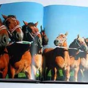 Le cheval ardennais