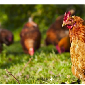 Graine d'AGRI, site didactique pour découvrir l'agriculture
