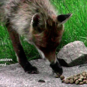 Le renard a de bonnes manières dans le film "Giving Nature a Home" dernier film de Marcel Thonnon