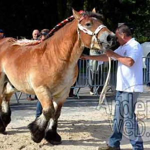 Cheval de trait ardennais