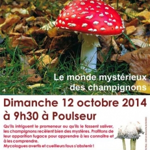 Promenade champignons