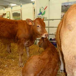 Foire agricole de Libramont - 581