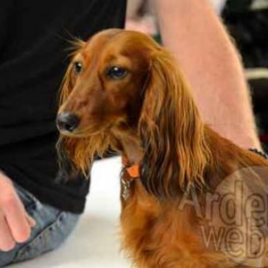 concours du plus beau chien du monde - photo 4888