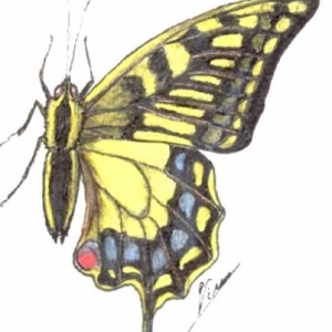 initiation insectes