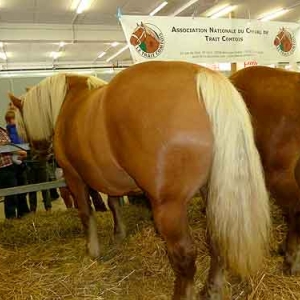 Foire agricole de Libramont - 578