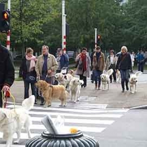 Chiens pour aveugles