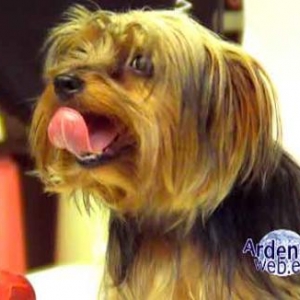 le plus beau chien du monde - video 02