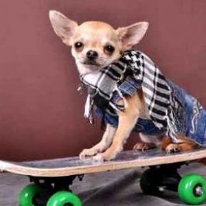BRENDA ,le chihuahua gagnant le concours du mois de juillet de Daniel et Lysiane de Huy 1er aout 2011