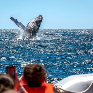 Vivre des moments forts, en nageant avec les requins baleines