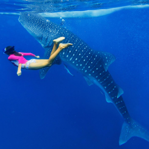 Vivre des moments forts, en nageant avec les requins baleines