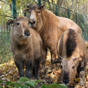 Naissance à Pairi Daiza de deux takins dorés de Chine.