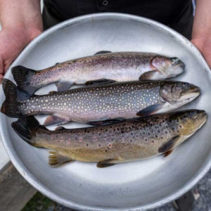 - Truite arc-en-ciel, truite fario et truite saumonnée ( photo pisciculture )