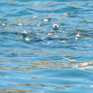 Les environs d'Ermioni ( photo : F. Detry ) Les environs d'Ermioni ( photo : F. Detry )