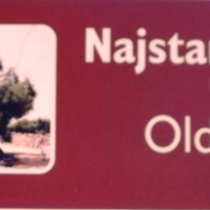 Les oliveraies de Lun ( photo : F. Detry ) Les oliveraies de Lun ( photo : F. Detry )