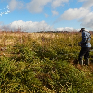 Elimination de résineux dans les fagnes de la Vecquée