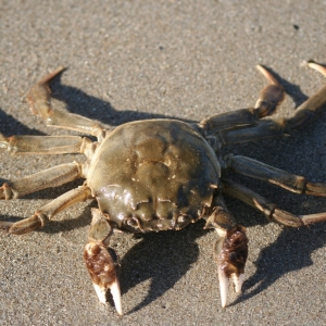 10 Le crabe chinois