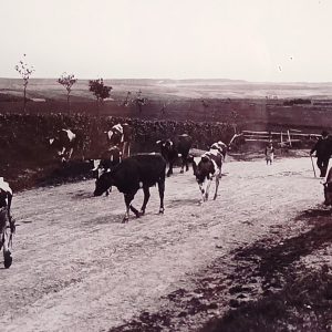 11. Malmedy  Vaches dans les Fagnes