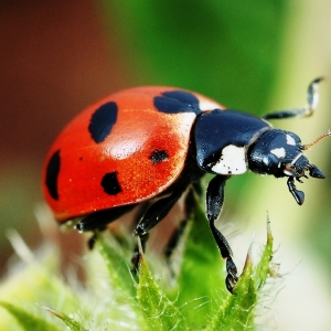 "La coccinella magnifica"