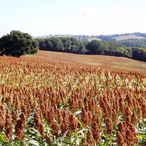 A Lupiac ( photo : F. Detry ) A Lupiac ( photo : F. Detry )