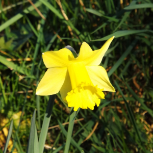 Bullange : les jonquilles font leur retour dans la vallée de la Holzwarche  ( Photo : F. Detry )