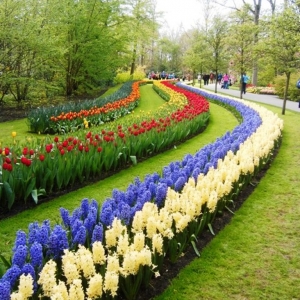 Keukenhof ( NL ) ( photo F. Detry )