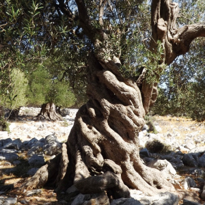 Les oliveraies de Lun ( photo : F. Detry ) Les oliveraies de Lun ( photo : F. Detry )