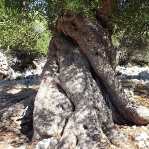 Les oliveraies de Lun ( photo : F. Detry ) Les oliveraies de Lun ( photo : F. Detry )