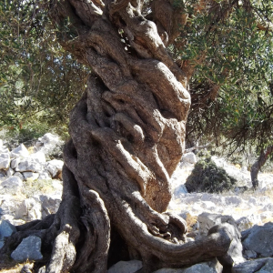 Les oliveraies de Lun ( photo : F. Detry ) Les oliveraies de Lun ( photo : F. Detry )