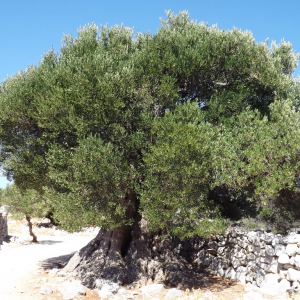 Les oliveraies de Lun ( photo : F. Detry ) Les oliveraies de Lun ( photo : F. Detry )