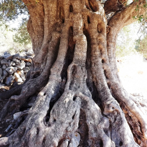 Les oliveraies de Lun ( photo : F. Detry ) Les oliveraies de Lun ( photo : F. Detry )